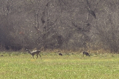 Click to see _DSC5613.JPG