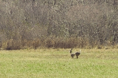 Click to see _DSC5614.JPG