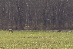 Click to see _DSC5616.JPG