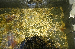 Click to see _DSC5626.JPG