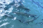 Click to see DSC_9910.JPG