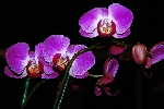 Click to see DSD_0112.JPG