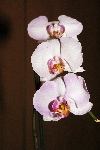 Click to see DSD_0278.JPG