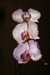 Click to see DSD_0279.JPG
