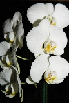 Click to see DSD_0323.JPG