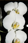 Click to see DSD_0324.JPG