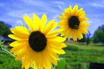 Click to see 4x6a1744.jpg