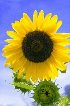 Click to see 4x6a1793.jpg