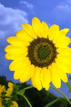 Click to see 4x6a1817.jpg