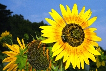 Click to see 4x6a1818.jpg