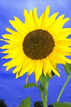 Click to see 4x6a1820.jpg