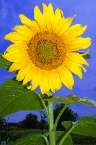 Click to see 4x6a1823.jpg