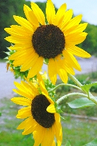 Click to see 4x6b1748.jpg