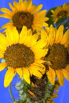 Click to see 4x6b1767.jpg