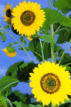 Click to see 4x6b1773.jpg