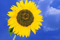 Click to see 4x6b1774.jpg