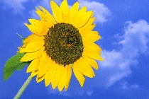 Click to see 4x6b1775.jpg