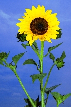 Click to see 4x6b1810.jpg