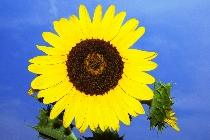 Click to see 4x6b1813.jpg